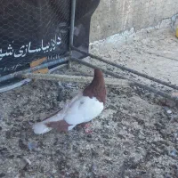 کفتر رنگی|پرنده|شاهین‌شهر, شهرک گلدیس|دیوار
