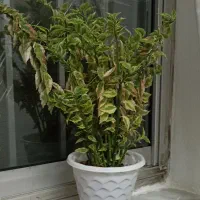 گل به همراه گلدان