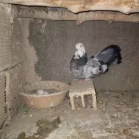 کفتر اصفهانی|پرنده|اصفهان, شفق|دیوار