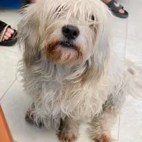 واگذاری رایگان