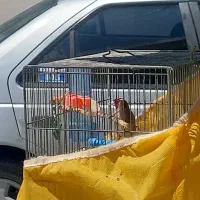 سهره نر|پرنده|اردبیل, |دیوار