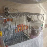 سهره دورگ|پرنده|خمینیشهر, |دیوار