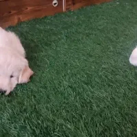 واگذاری توله گلدن|سگ|چهارباغ, |دیوار