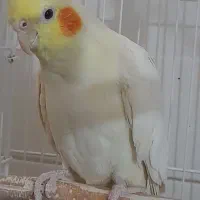 عروس هلندی ماده