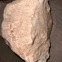 سنگ فسیل