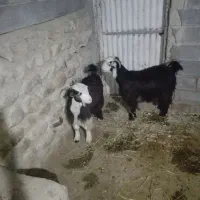 بز داشتی گله داری|حیوانات مزرعه|ایذه, |دیوار