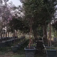 داودی یاس هلندی  میوه مریم محمدی نهال درخت گل گیاه|خدمات باغبانی و درختکاری|تهران, اقدسیه|دیوار