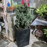 یوکا|گل و گیاه طبیعی|مشهد, شهرک صنعتی توس|دیوار