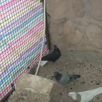 کبوتر دم سفید|پرنده|سیروان, |دیوار