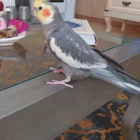 عروس هلندی سیامون بالغ ۶تا|پرنده|مشهد, شهرک لشکر (شهرک غرب)|دیوار