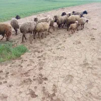 میش ومیش وبره