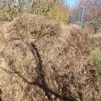 فروش یونجه چین دوم در شهرستان اهر