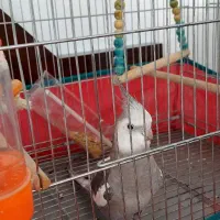 فروش دوتاعروس هلندی نرسخنگو|پرنده|اصفهان, گرکان|دیوار