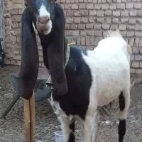 بزغاله ماده پاکستانی پتیری بز