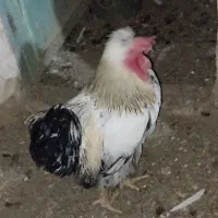 فروش یک خروس سفید یک ساله