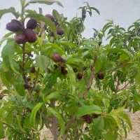 باغ1000-متری-احمدآباد-مستوفی-رضی-آباد