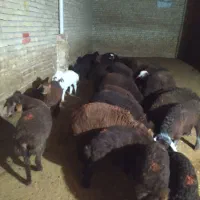 34راس میش داشتی