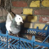 5 عددی کبوتر طوقی