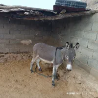 الاغ فروشی‌‌3سال|حیوانات مزرعه|فیروزآباد (فارس), |دیوار