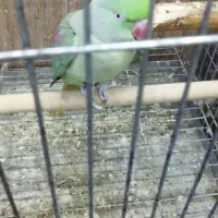 شاه طوطی|پرنده|اهواز, پادادشهر|دیوار