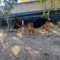 سگ ..|سگ|اصلاندوز, |دیوار