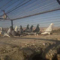 کبوتر‌رنگه‌وآلمانی|پرنده|سده (خراسان جنوبی), |دیوار