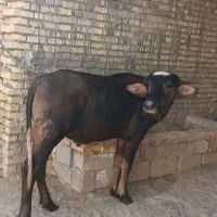 دوعدد گاومیش نر