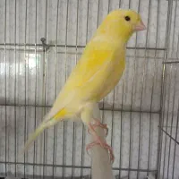 قناری نرخوش رنگ وزیبا|پرنده|کاشان, فاز ۱ ناجی آباد|دیوار