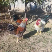 ۵عدد خروس|حیوانات مزرعه|قلقل رود, |دیوار