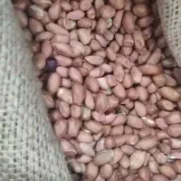 بادام زمینی