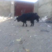 دوعددتروشت