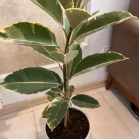 گل های متنوع آپارتمانی|گل و گیاه طبیعی|مشهد, امامیه (شهرک غرب)|دیوار