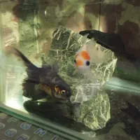 آگواریوم با وسایل|ماهی|بانه, |دیوار