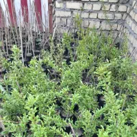 نهال انگور،انار،توت،زردالو و نهال بی ثمر