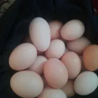 تخم‌مرغ محلی