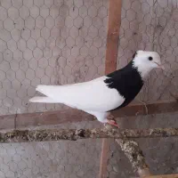 کبوتر طوقی و سار ۸۰۰۰۰۰۰تومان|پرنده|گنبد کاووس, |دیوار