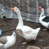 فروش قو غاز
