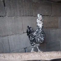 مرغ گلین اصیل