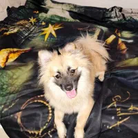 واگذاری پامر