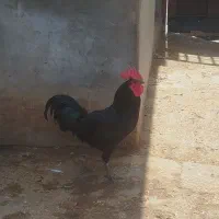 فروش 3 عدد خروس درجه یک مرغ گیر