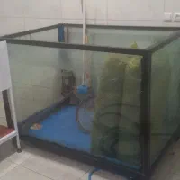 اکواریوم ماهی
