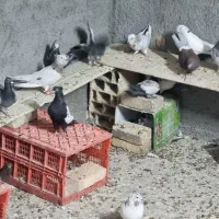 کفتر|پرنده|یزد, |دیوار