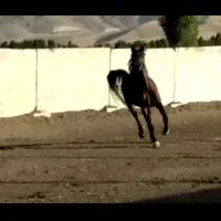 فروش مادیان بادوکره عرب|اسب و تجهیزات اسبسواری|برازجان, |دیوار