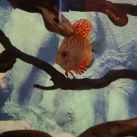 دیسکس|ماهی|زاهدان, |دیوار