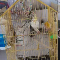 هلندی لوتینو