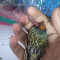 گلبسر|پرنده|ازنا, |دیوار
