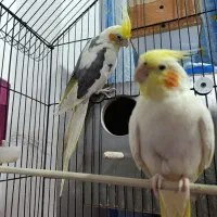 عروس هلندی مولد
