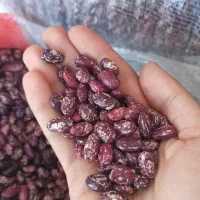 انواع لوبیا * چیتی سفید و رشتی و قرمز black Friday|خوردنی و آشامیدنی|بیرجند, |دیوار