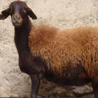 نیازمند چوپان