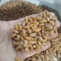 لوبیا چیتی درشت|خوردنی و آشامیدنی|قم, علی آباد|دیوار